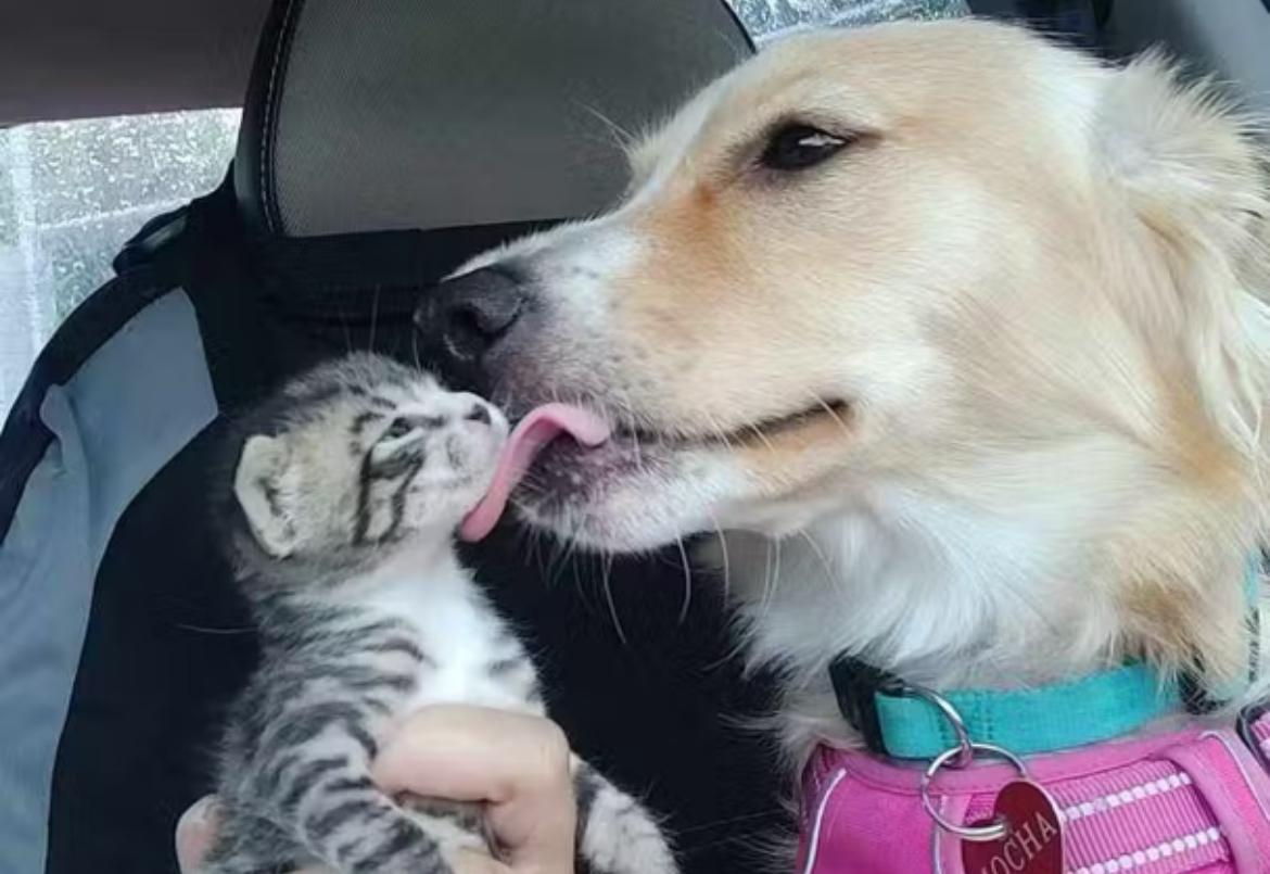 Cachorrinha resgatada das ruas ajuda sua tutora a cuidar de gatinhos órfãos