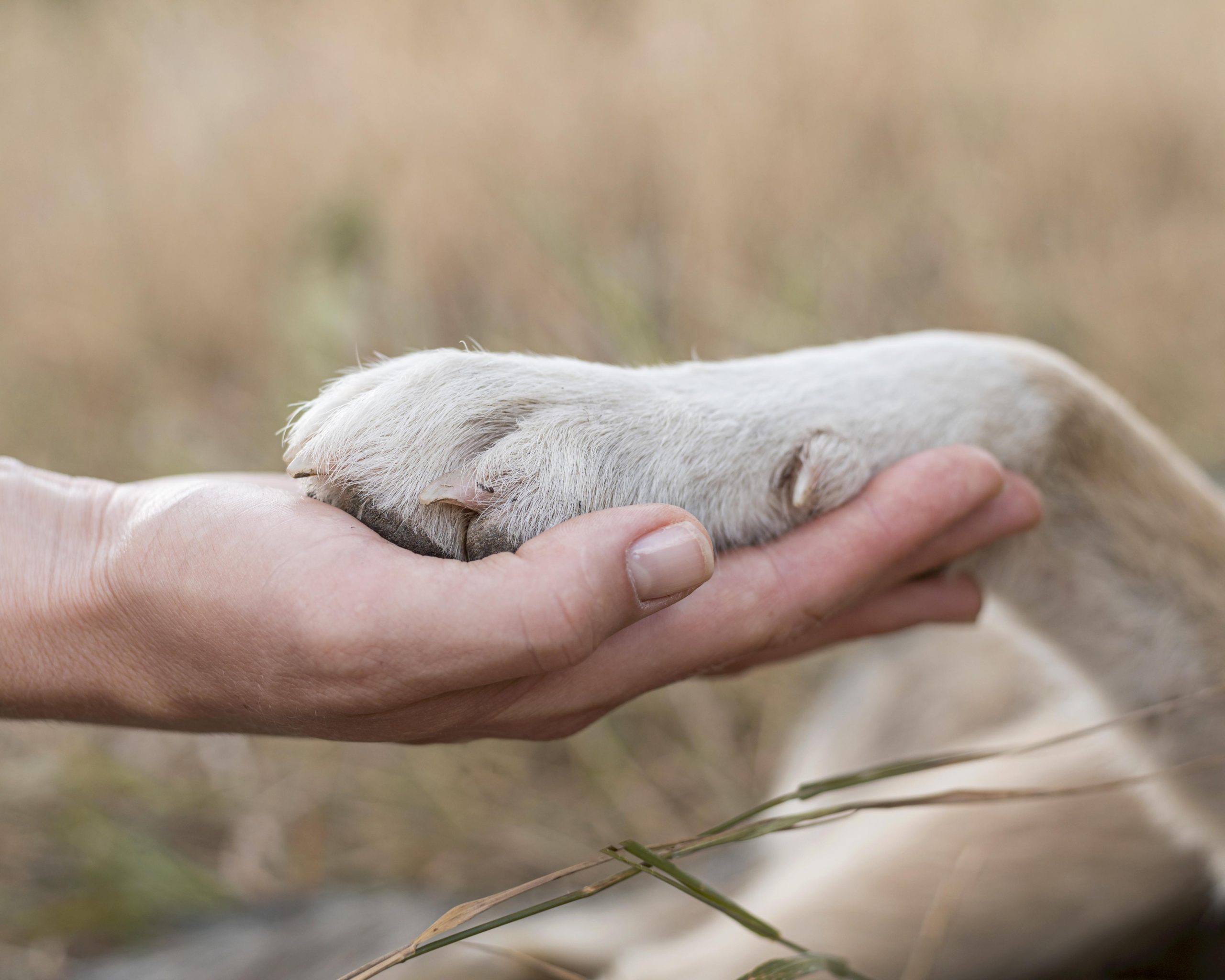 Após divórcio, cachorro recebe direito a pensão alimentícia; entenda a decisão!