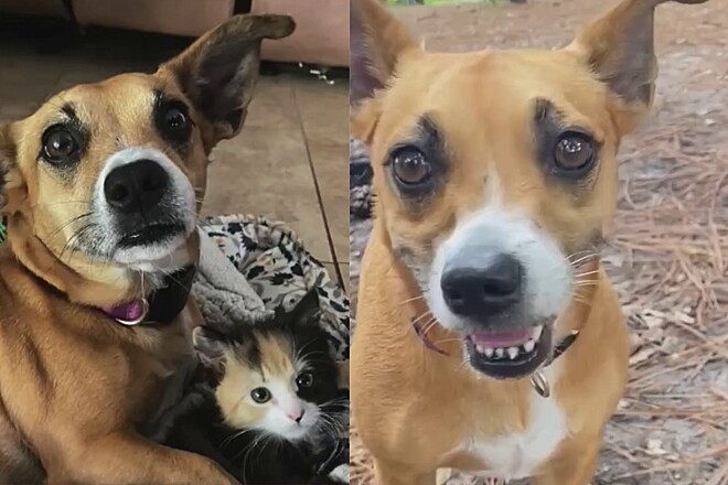 Casal solta cachorra para encontrar miado de ajuda, mas não esperava linda história