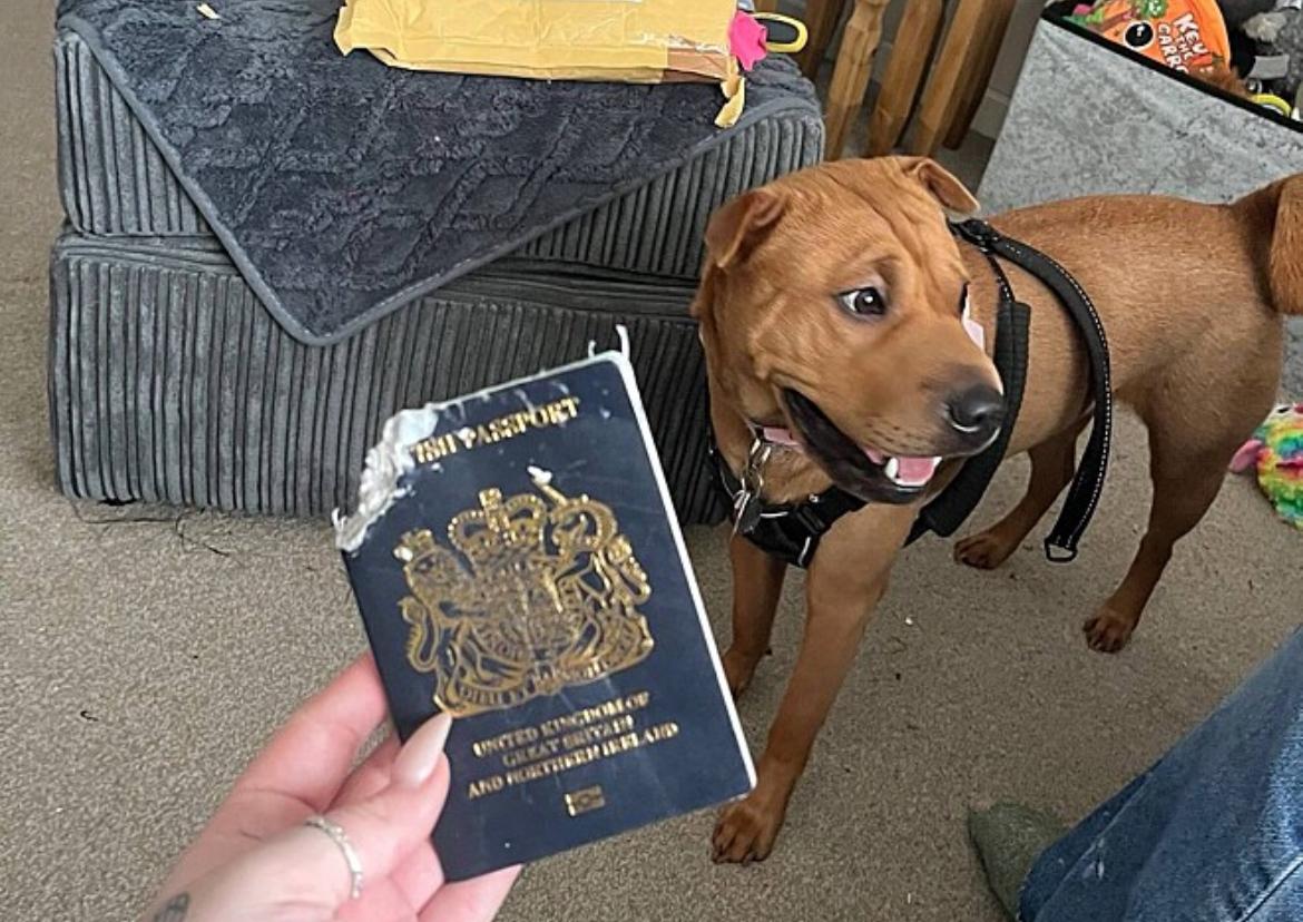 Cadela tem ideia uma genial para evitar que tutora fique muito tempo fora de casa