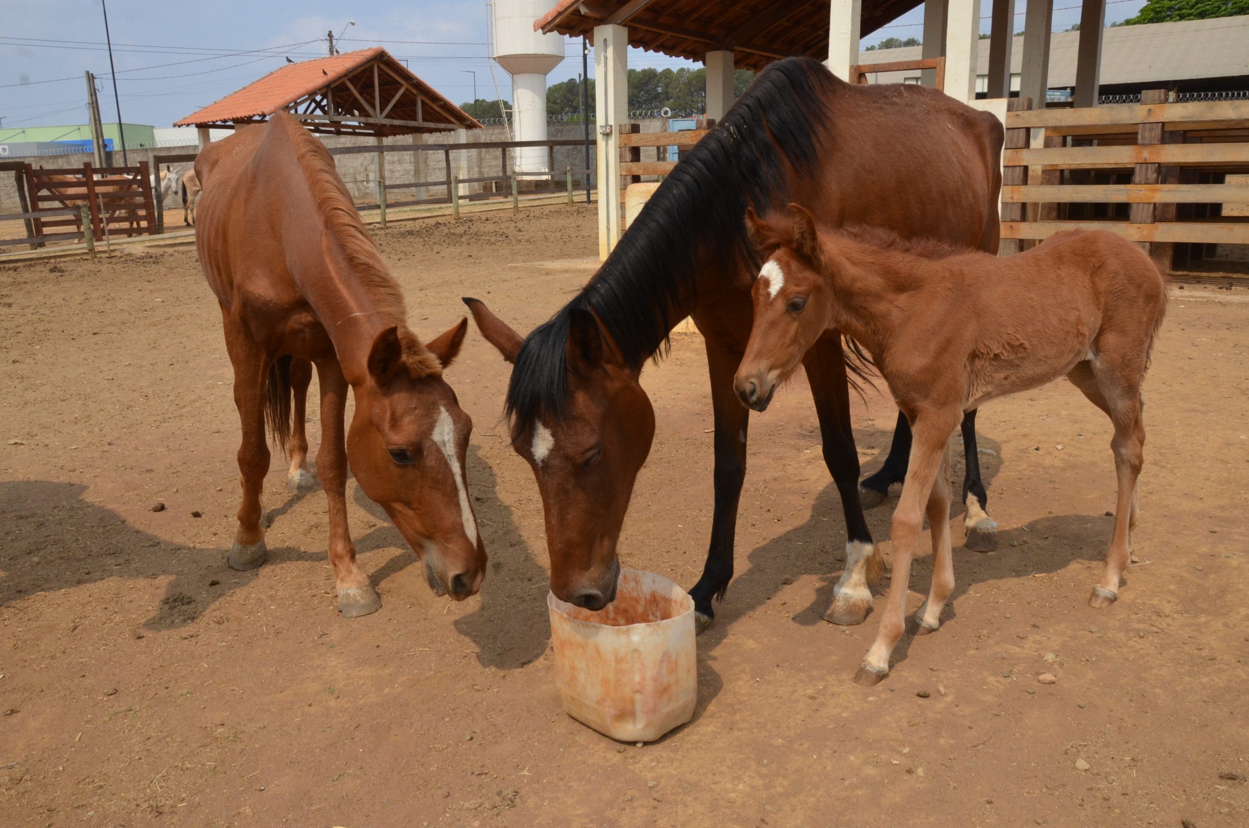 Animais de grande porte serão leiloados pelo Canil Municipal de Franca no dia 15