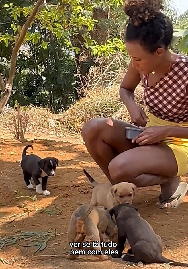 Família adota 8 filhotes de vira-lata e caos já estava se instalando. Veja a solução