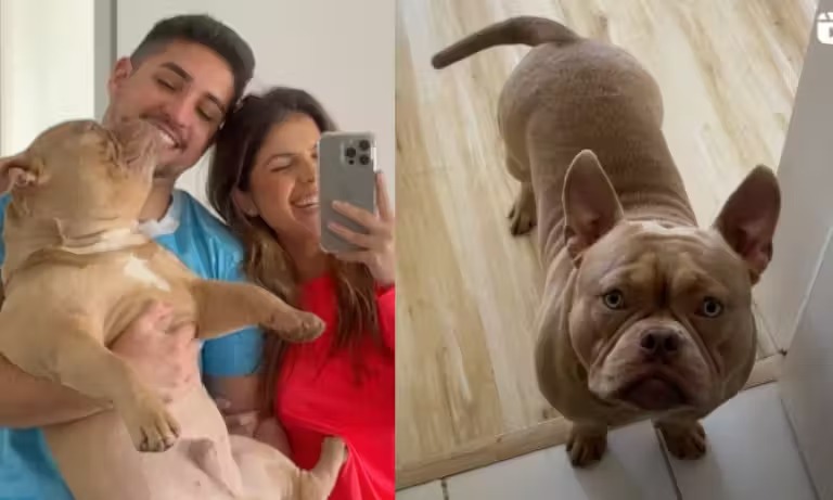 Cachorro faz xixi no lugar certo e pede recompensa para tutora; vídeo fofo