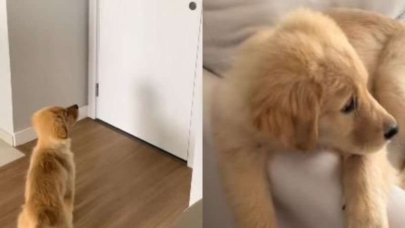 Golden fica arrasada toda vez que seu humano favorito sai de casa e diverte a web