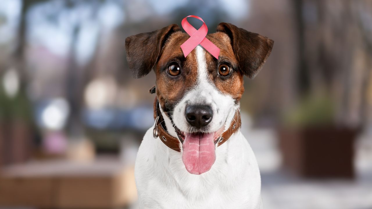 Outubro Rosa pet: câncer de mama pode afetar os animais!