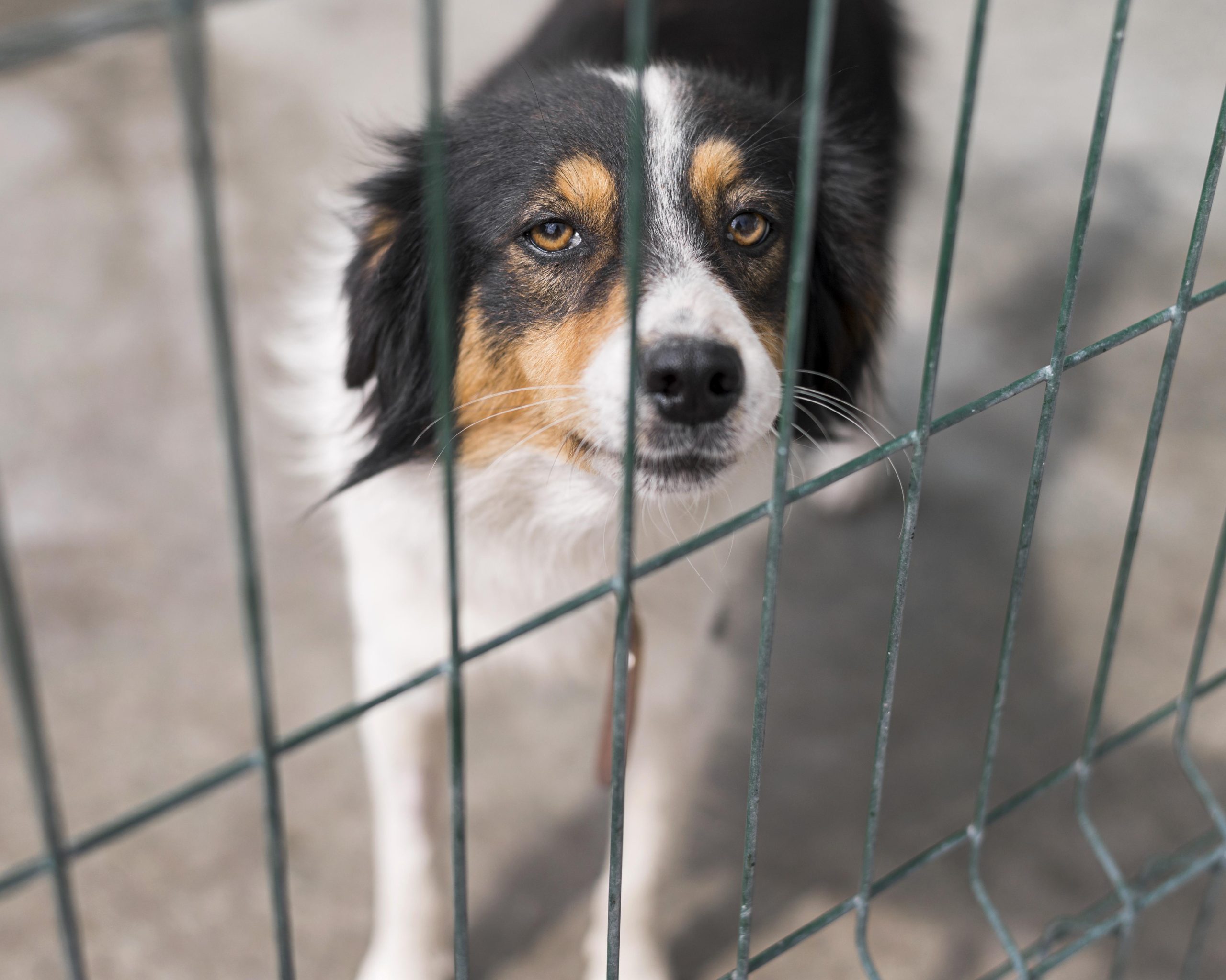 Saiba quais são os cinco maiores motivos dos cães fugirem de casa