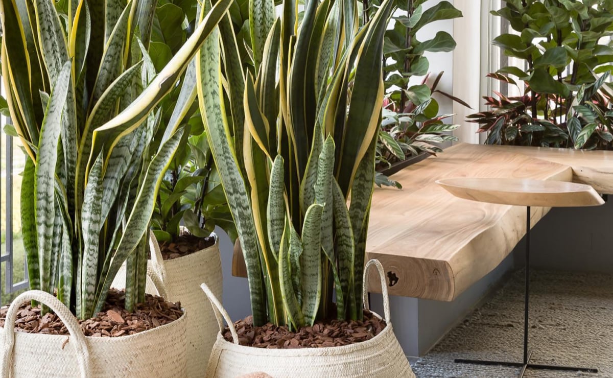 Conheça cinco plantas que ajudam a limpar o ar e são boas para ter em casa