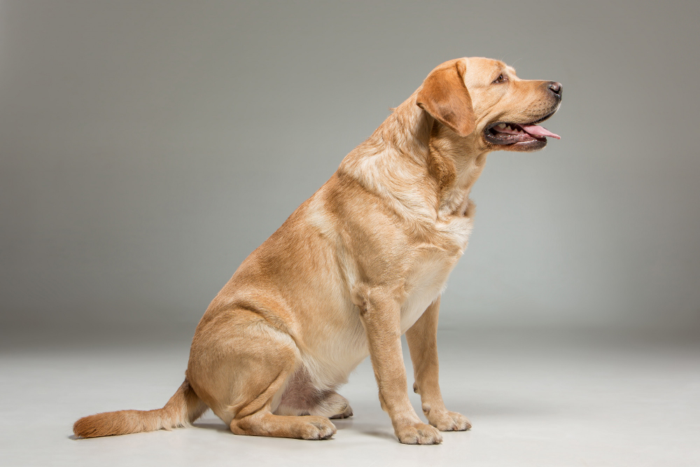 Longevidade animal: como a medicina veterinária está transformando a vida dos pets