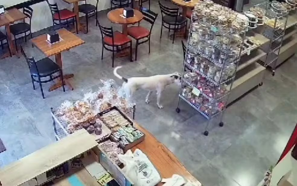 Cachorro ‘furta’ pacote de biscoitos em padaria de São Joaquim da Barra, SP