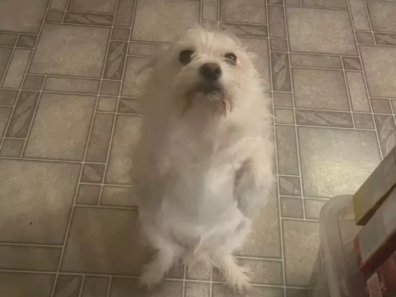 Cão com costume incomum vira piada na internet: “Quando ele faz isso, eu tiro foto”