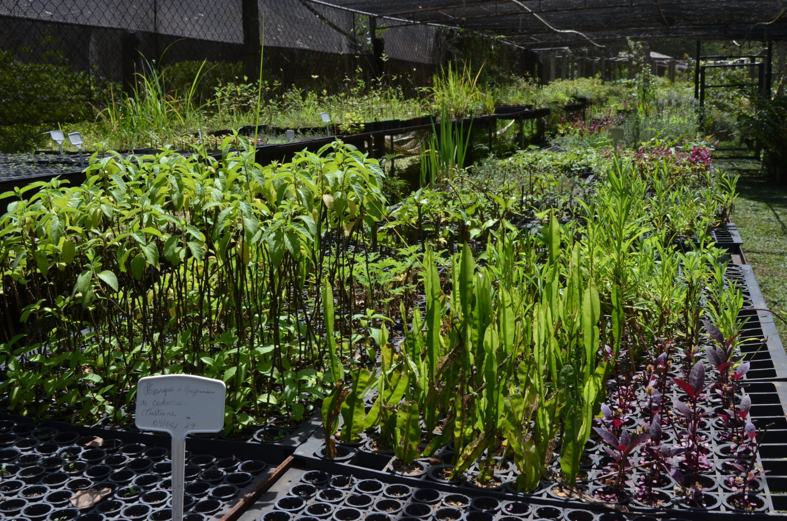 Oficina de plantas medicinais tem 40 vagas abertas em Franca: garanta a sua!