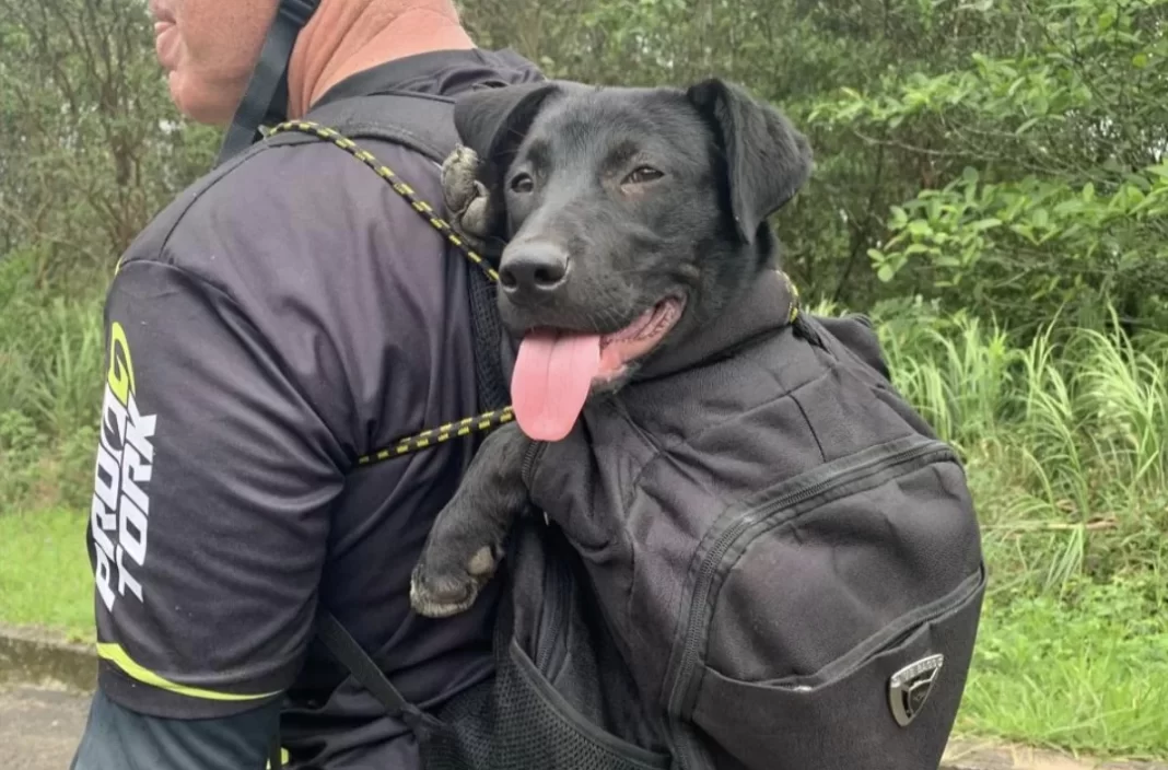 Cachorrinha segue ciclistas em trilha de bike por 15 km e é adotada por um deles