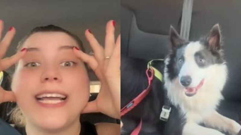 Tutora se “revolta” com inteligência de animal e diverte web: “Quero um cão burro!”