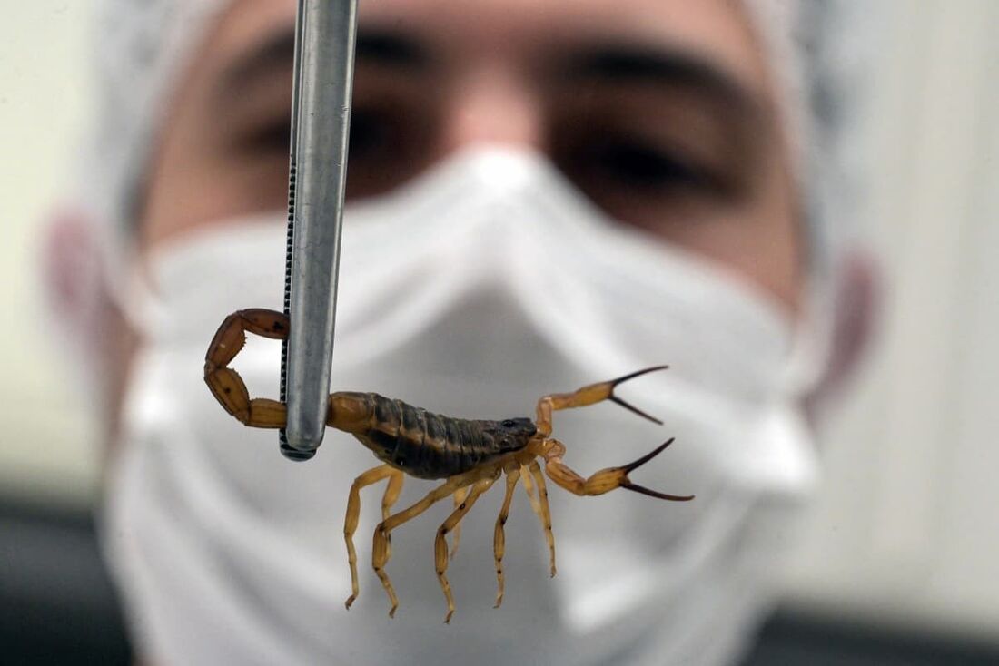Escorpiões-amarelos estão mais letais do que nunca no Brasil