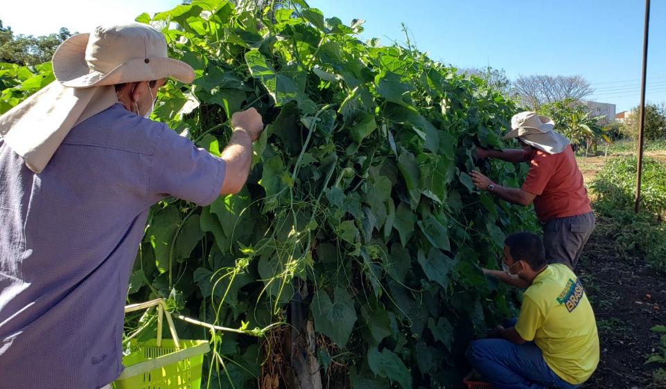 Horta do Allan Kardec garante oferta de produtos saudáveis e com impacto social
