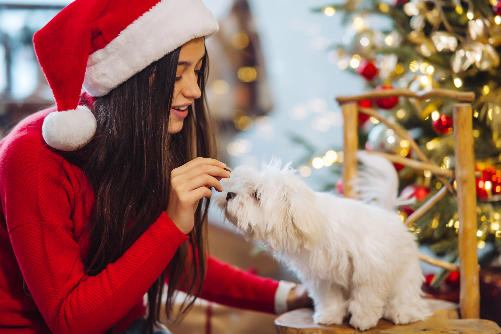 Confira dicas essenciais para cuidar dos pets nas festas de final de ano e férias