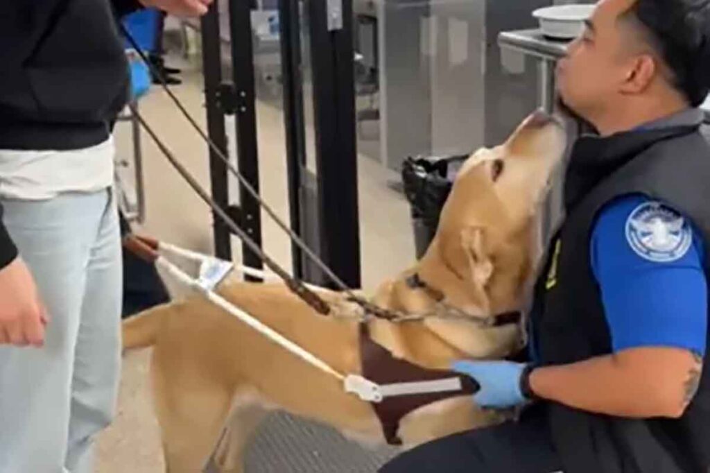 Cão guia encanta ao receber revista de segurança no aeroporto e “ganha” rede social