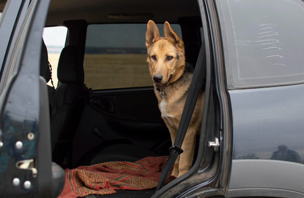 Férias chegam e trazem um dilema para as famílias: viajar ou não com os pets?