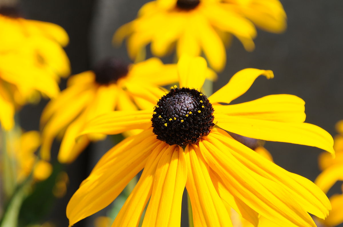 Quer atrair borboletas o ano todo? Conheça plantas ideais para ter no seu jardim