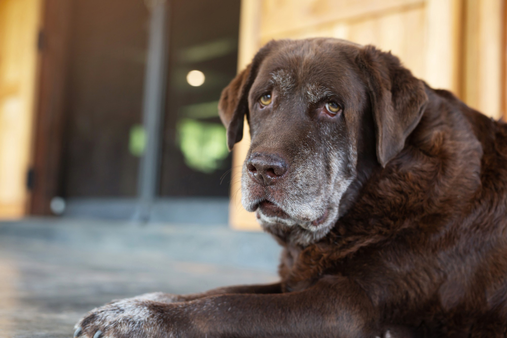 Quando os cachorros ficam idosos? Pesquisa revela segredo da idade canina