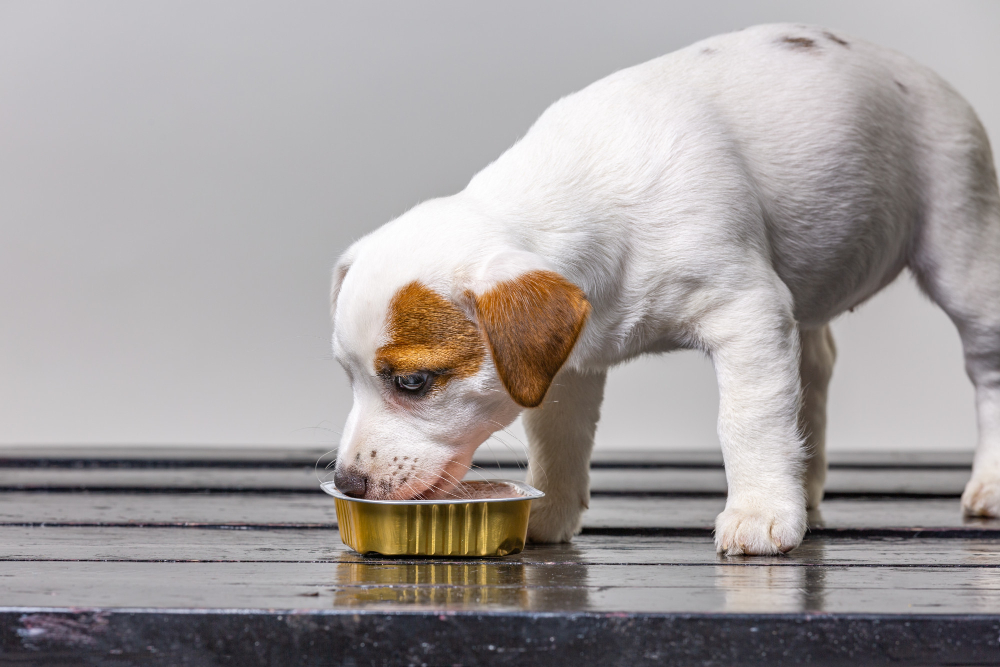 Oito sabores diferentes: prepare esses alimentos e os cachorros vão te agradecer