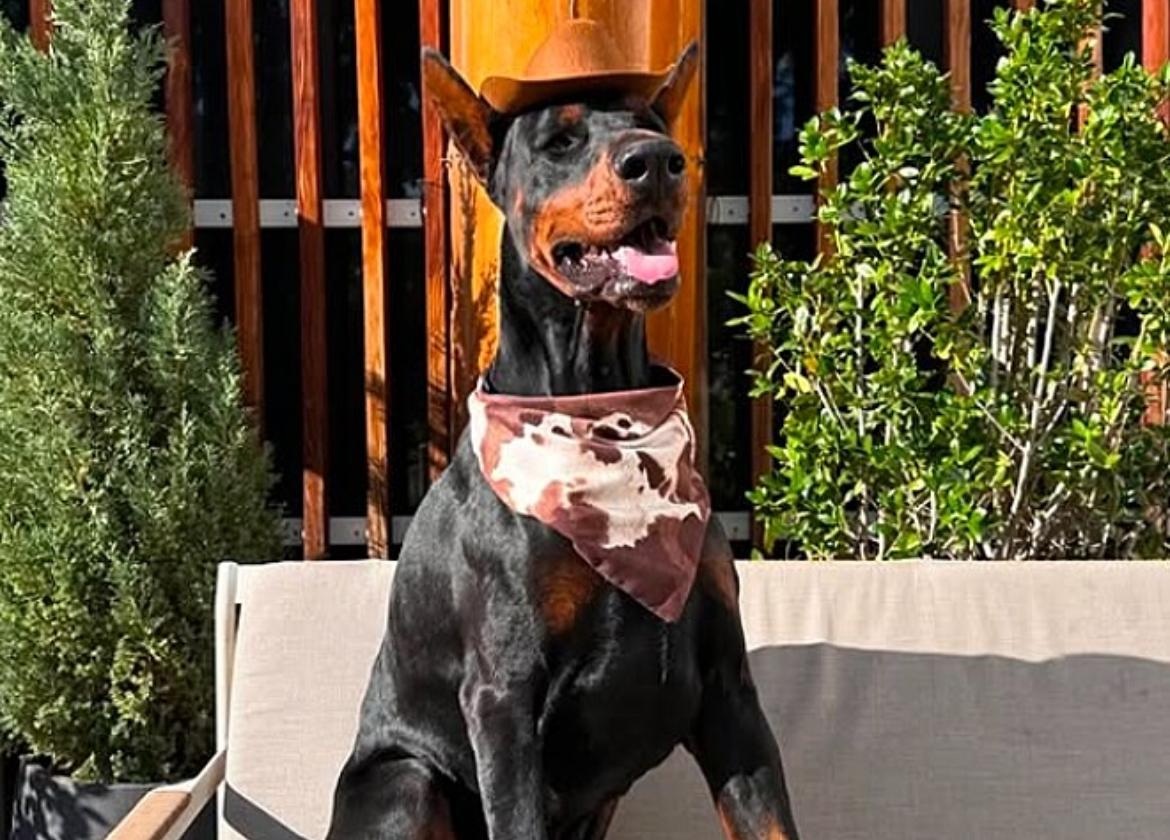 Cão doberman gigante abre maçaneta dificílima e sai para buscar ajuda para seu avô
