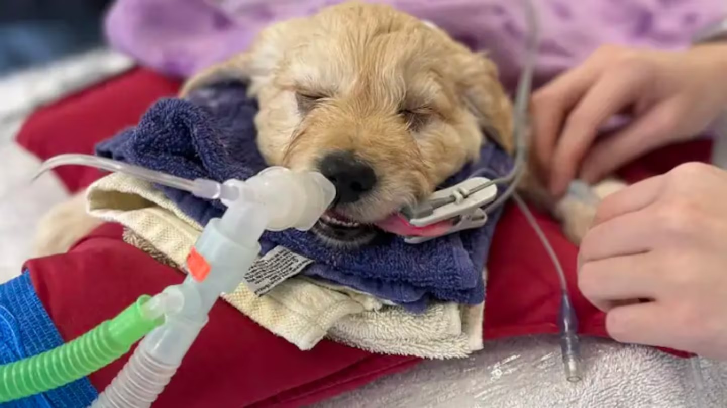 Família pede para sacrificar seu cão doente, mas o veterinário decide adotá-lo