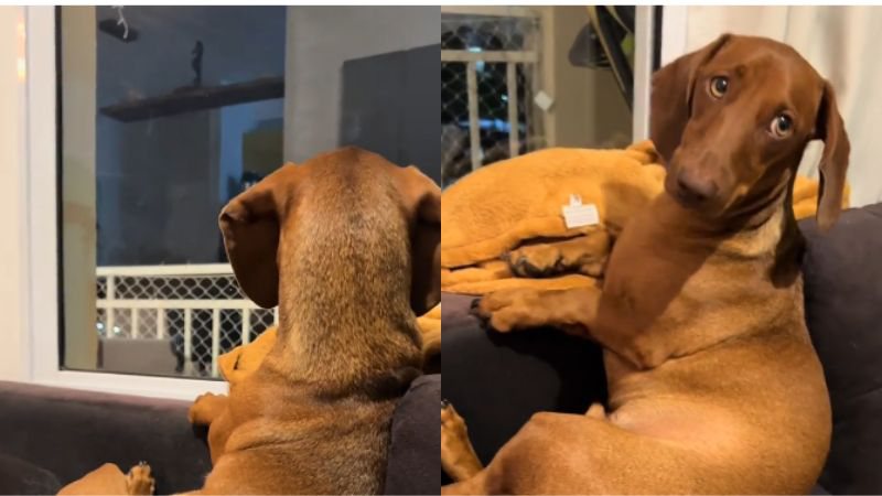 Fofoqueiro! Cachorro é flagrado por tutora espiando vizinhos de condomínio; assista