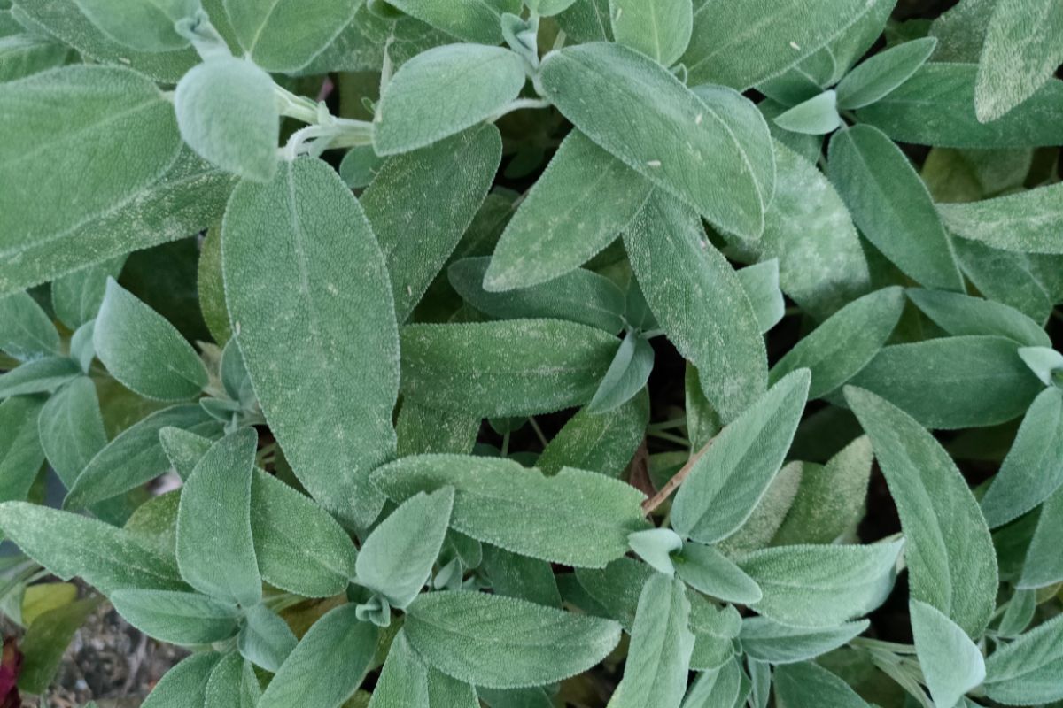 Conheça planta que controla o açúcar no sangue e melhora a memória
