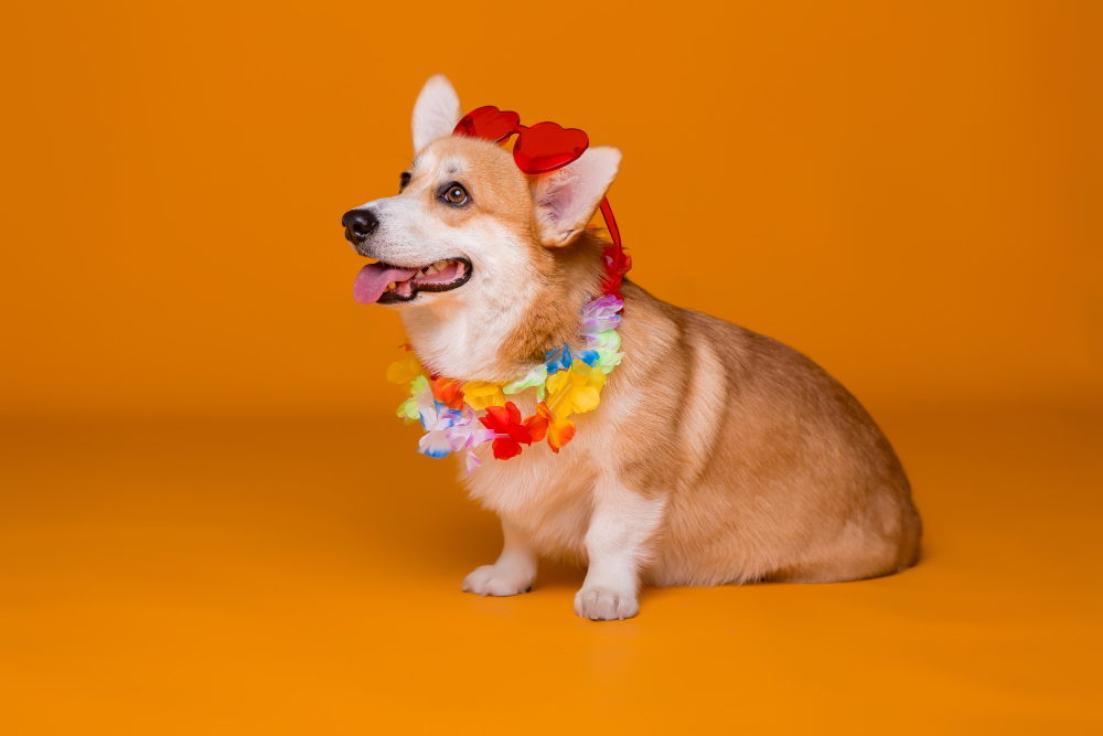 Carnaval com os pets: cuidados necessários para curtir a folia em segurança