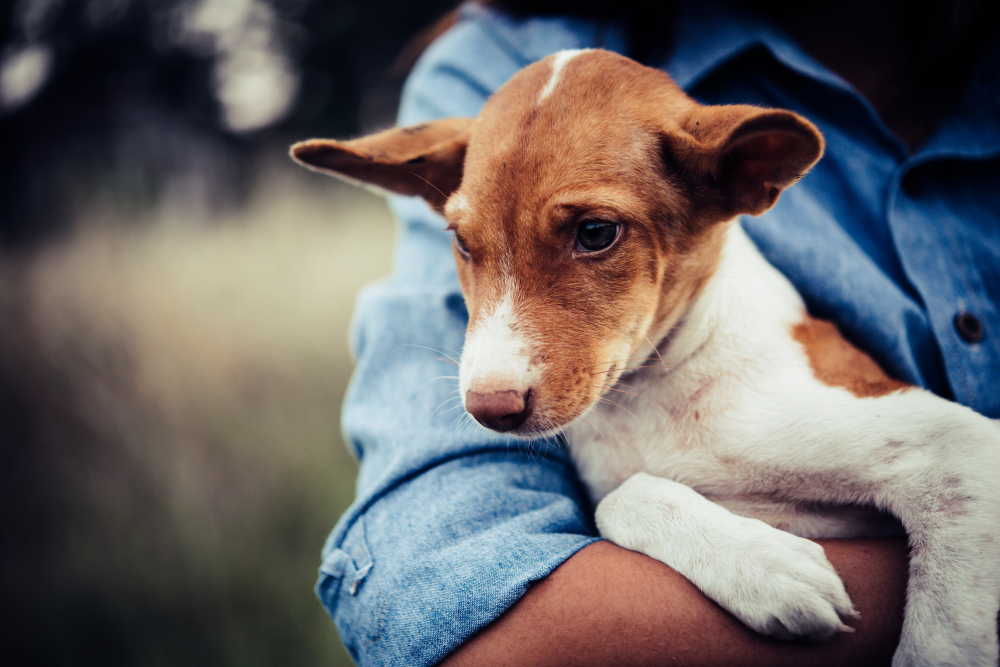 Veja quatro perguntas e respostas sobre os cuidados com seus animais idosos