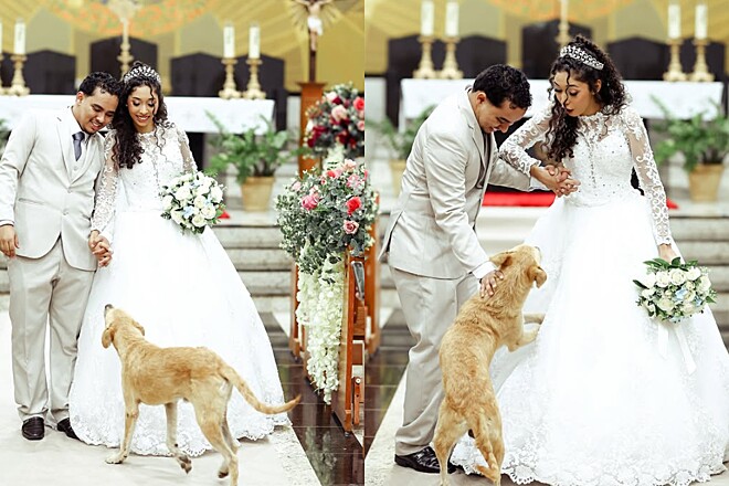 Quando estava tudo perfeito, cão caramelo surge na igreja e quase estraga casamento