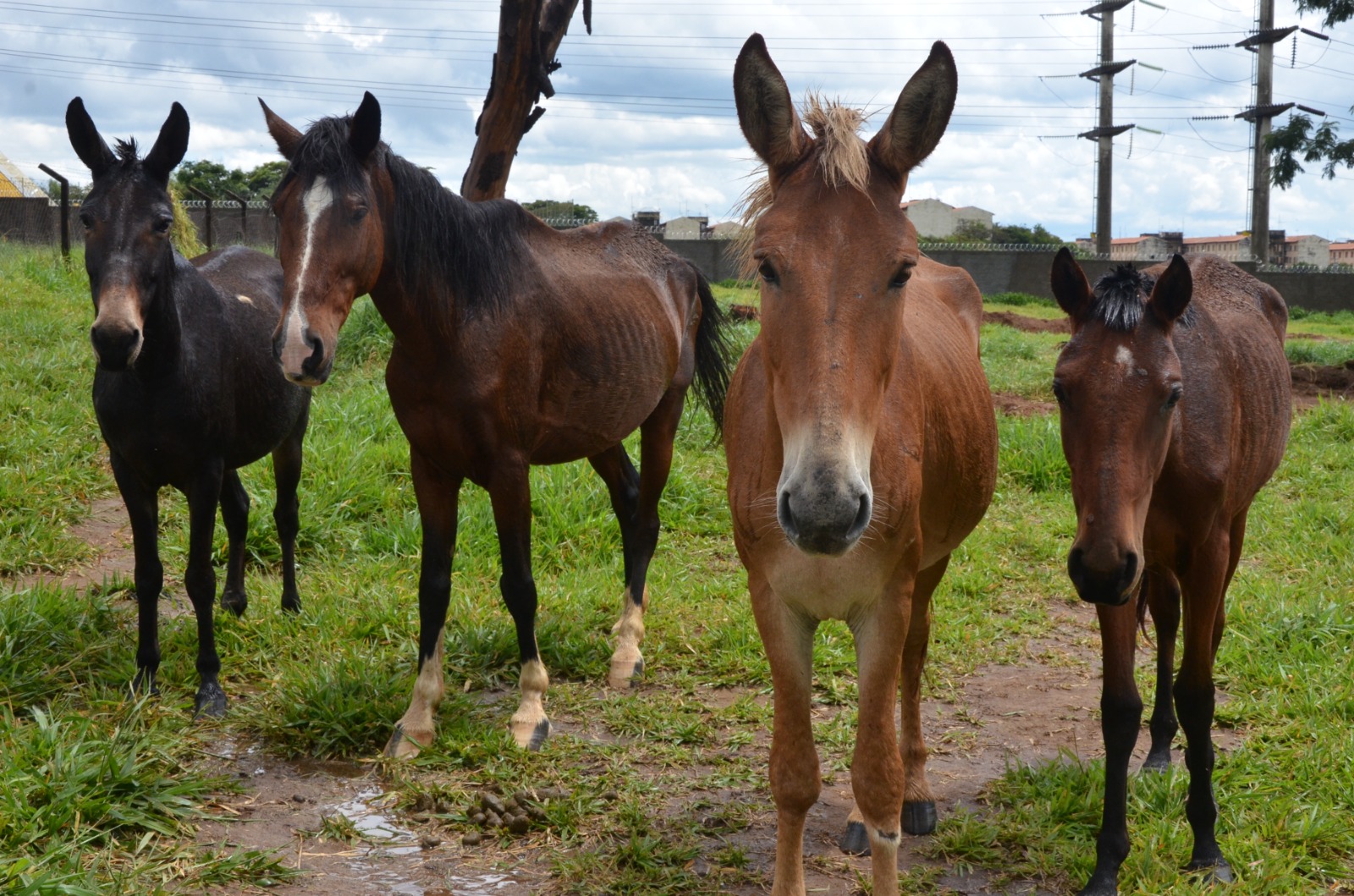 Leilão de animais de grande porte acontece em Franca nesta terça-feira, 25