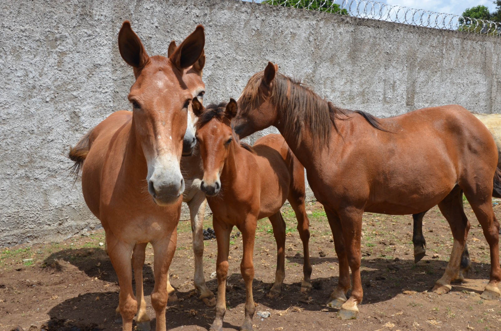 Leilão de animais de grande porte acontece na próxima terça-feira, 25, em Franca