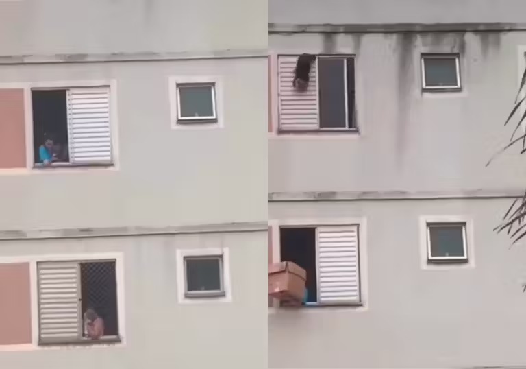Moradora salva cãozinho pendurado na janela do 5º andar de prédio com caixa de papel