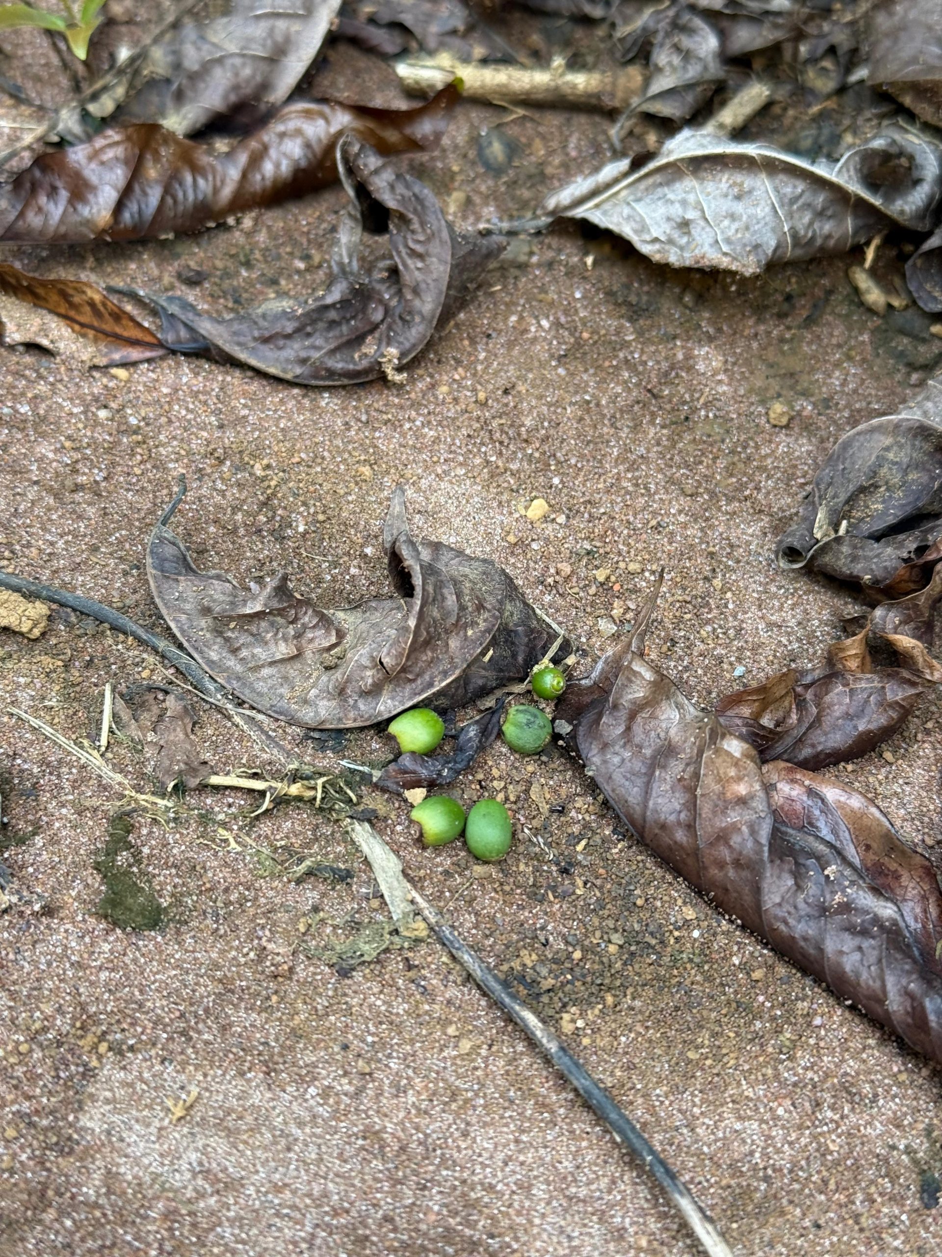 Francano alerta: manejo do café é essencial para evitar chumbinhos com seca de 2024