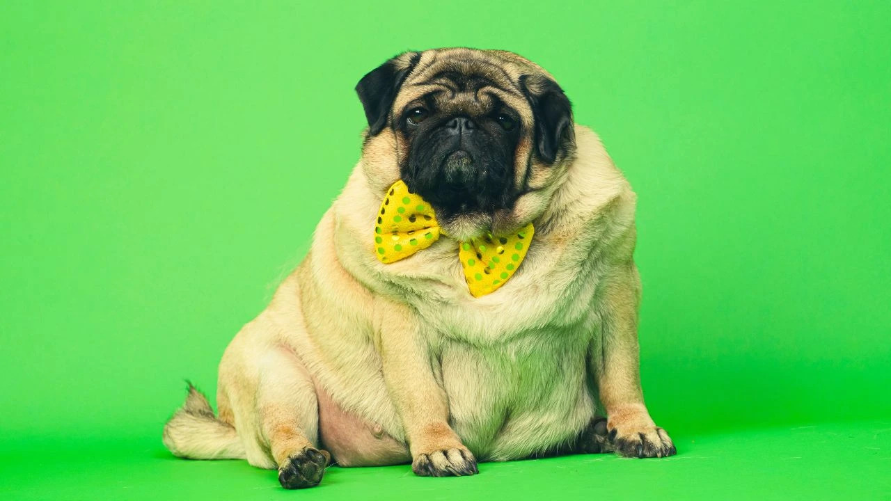 Obesidade em cães pode ser mais perigosa do que parece; saiba mais