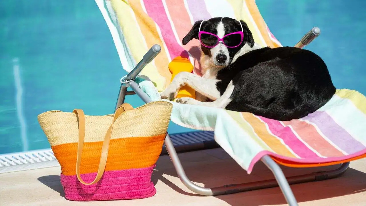 Verão: veja como cuidar dos pets na praia ou piscina