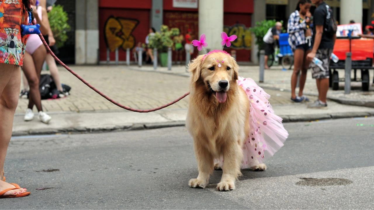 Saiba quais são 5 vilões para os cães nos bloquinhos de Carnaval