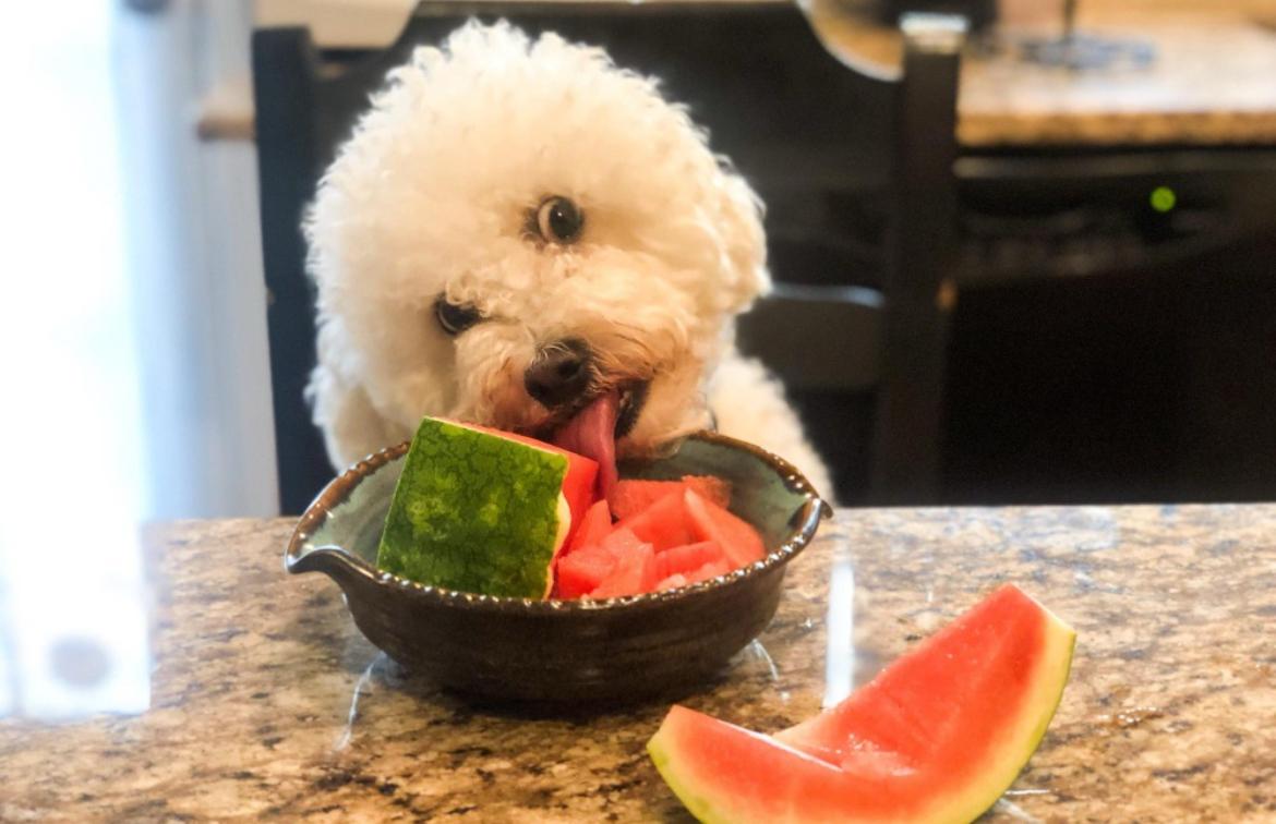 Como a alimentação criativa pode ajudar os pets em dias de altas temperaturas