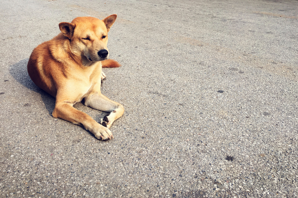 Campanha para “Caramelo” ser reconhecido como raça de cachorro cresce no Brasil