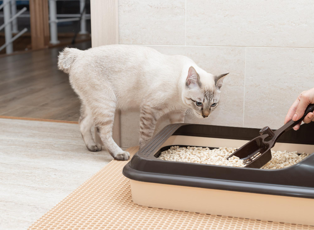 Conheça as vantagens e veja como fazer sua própria areia caseira para os gatos