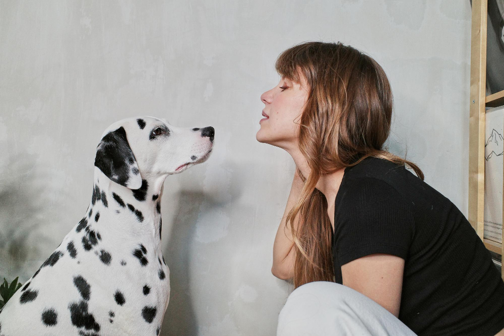 Sim, seu cão entende: estudo diz que ele identifica questões relevantes da conversa