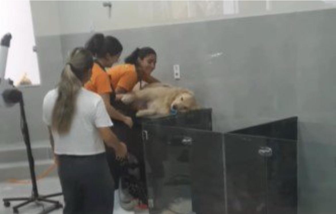 Golden retriever se recusa a ir embora de pet shop e diverte web; veja vídeo