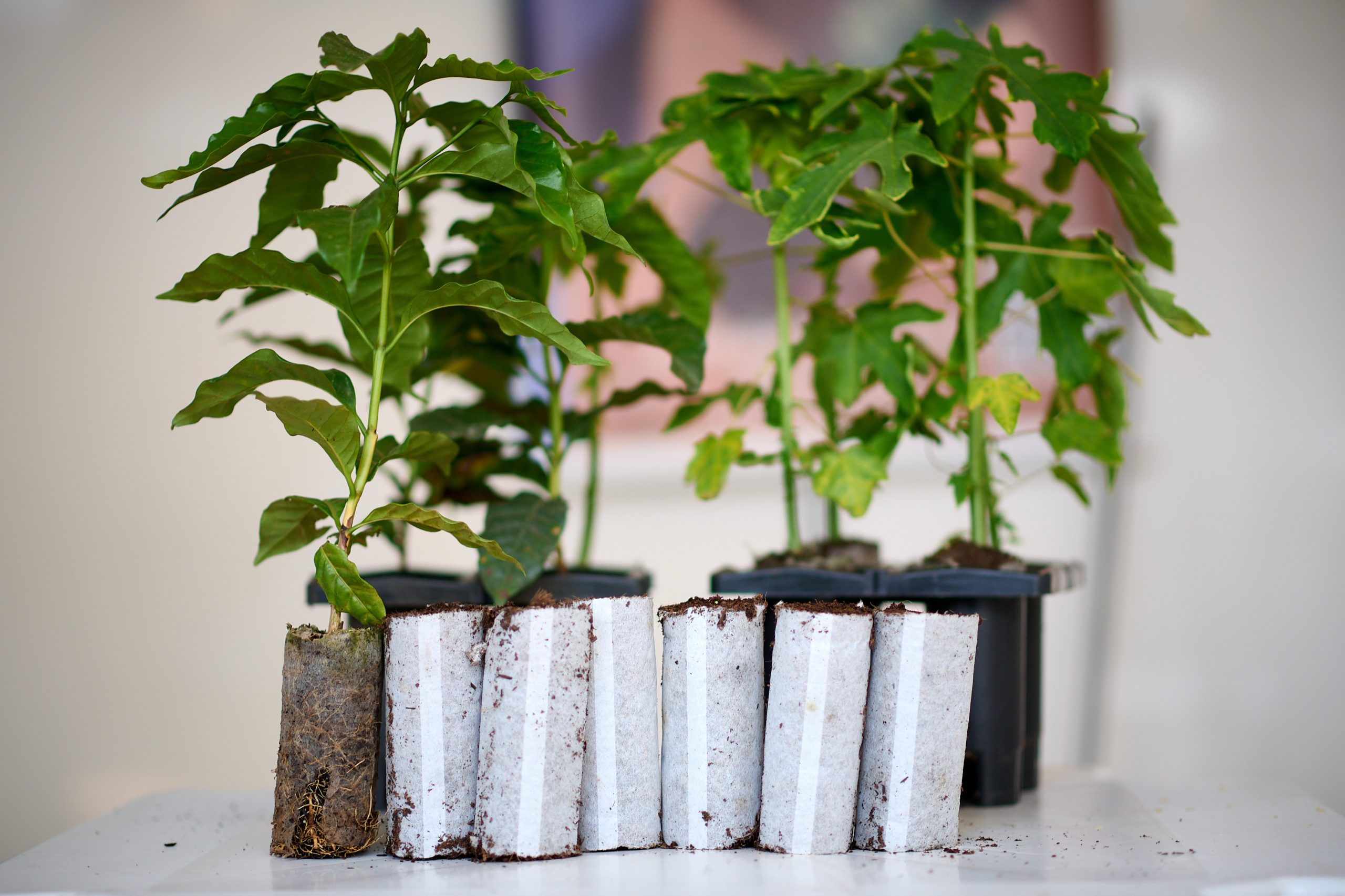 Alta Café mostra que tecnologias sustentáveis impulsionam a produtividade cafeeira
