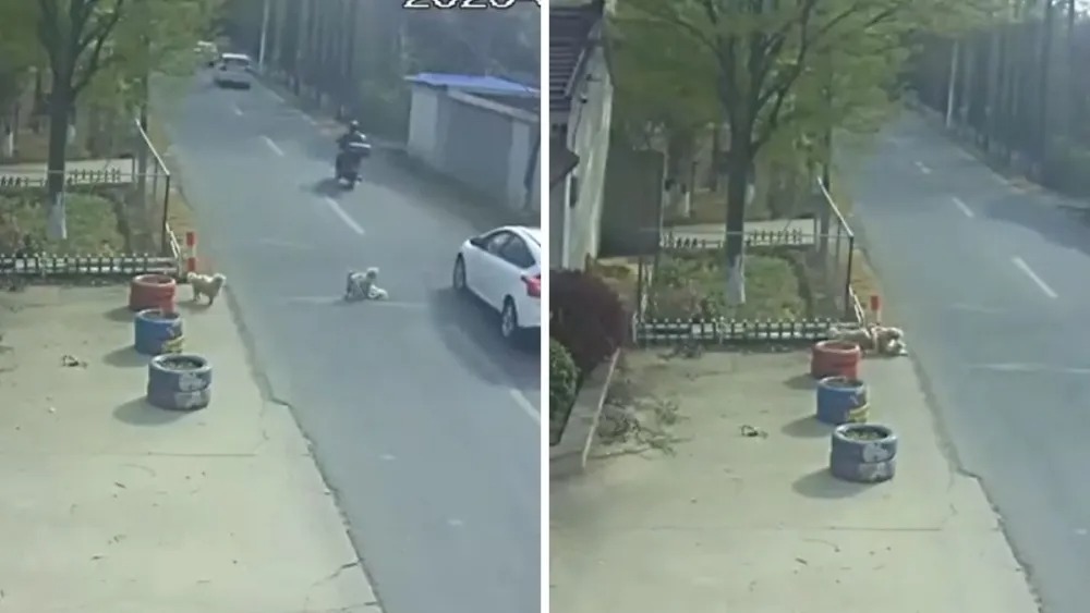 Em ato heroico e de muita lealdade, vira-latas resgatam cão atropelado em rua