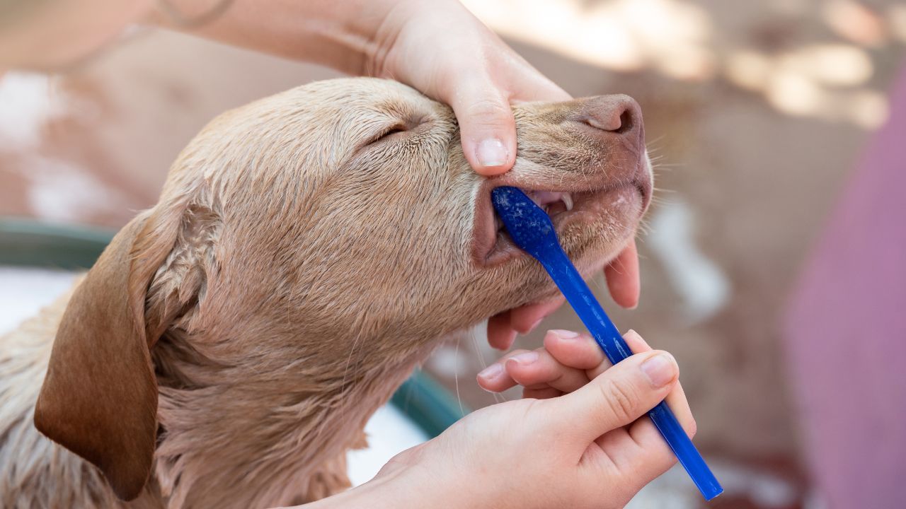 Veterinária explica a importância de escovar os dentes dos cães