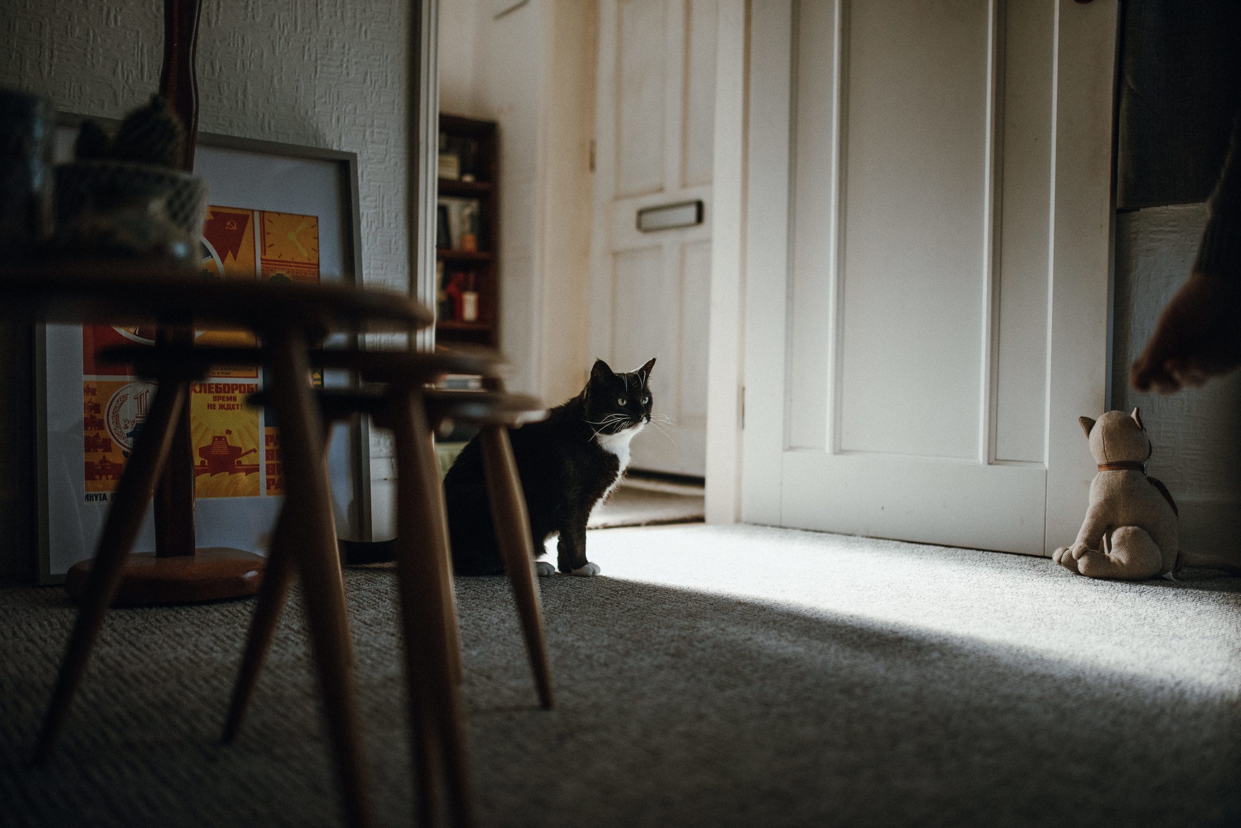Saiba o que seu gato “quer dizer” quando te segue pela casa