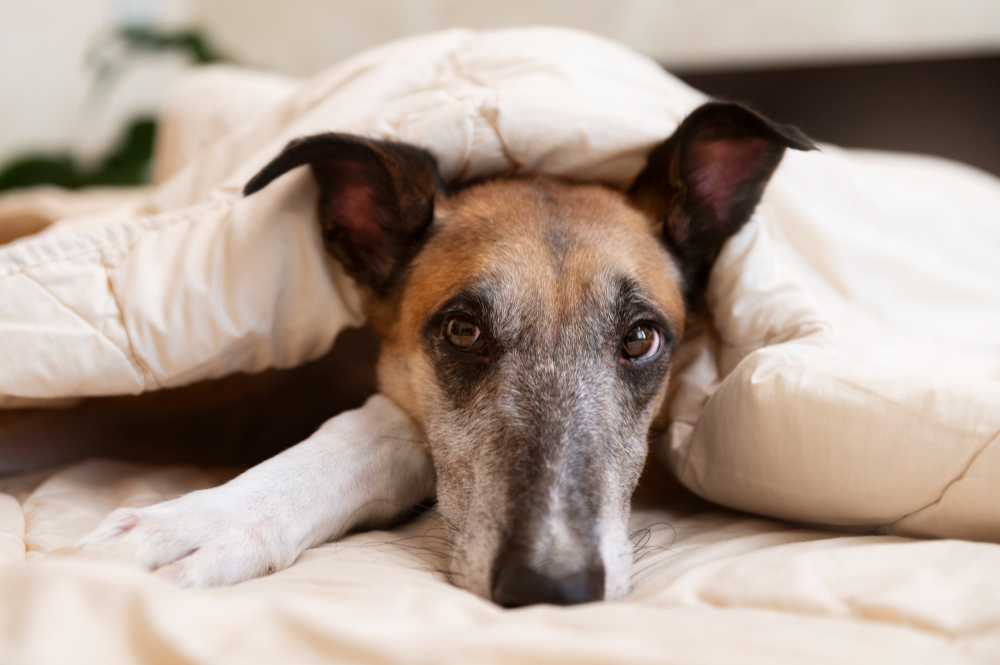 Descubra por que os cachorros têm medo de fumaça e outras fobias!