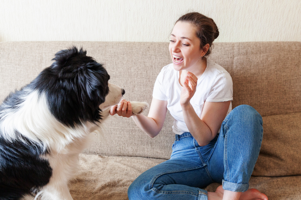 Estudo revela quantas palavras um cachorro entende e quais raças entendem melhor